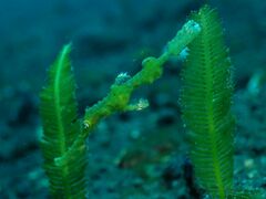 Solenostomus halimeda