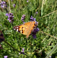 Vanessa cardui