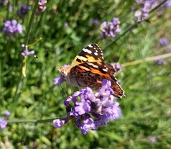 Vanessa cardui