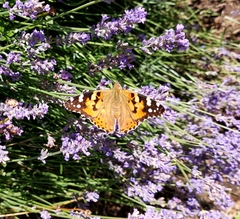Vanessa cardui