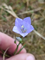 Campanula rotundifolia