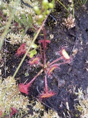 Drosera rotundifolia
