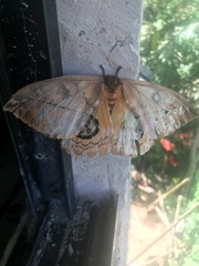Automeris liberia