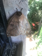 Automeris liberia