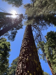 Abies magnifica magnifica