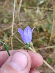 Campanula rotundifolia