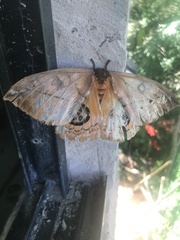 Automeris liberia