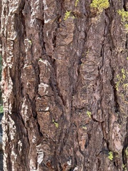 Abies magnifica magnifica