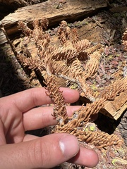 Abies magnifica magnifica