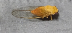 Chremistica ochracea