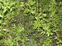 Salvadora persica image