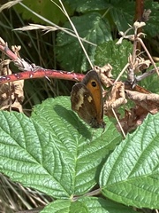Pyronia tithonus