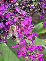 Apis mellifera