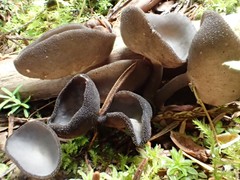 Helvella fibrosa