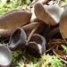 Helvella fibrosa - Photo (c) Tyson Ehlers, some rights reserved (CC BY-NC), uploaded by Tyson Ehlers
