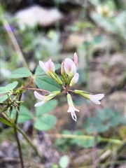 Trifolium breweri