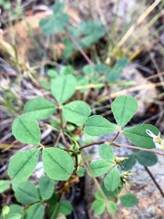 Trifolium breweri