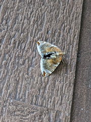 Eulithis molliculata