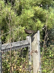 Turdus merula