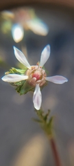 Horkelia cuneata puberula