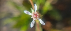 Horkelia cuneata puberula