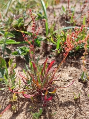 Rumex