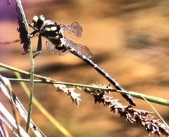 Cordulegaster boltonii