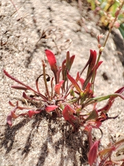 Rumex