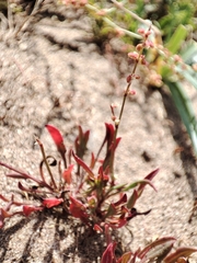 Rumex