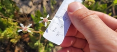 Horkelia cuneata puberula