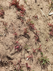Rumex