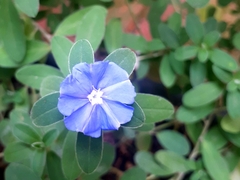 Evolvulus glomeratus