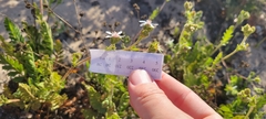 Horkelia cuneata puberula