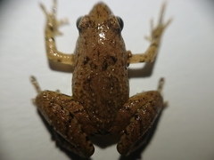 Microhyla palmipes