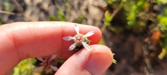 Horkelia cuneata puberula
