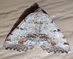 Macaria quadrilinearia