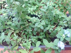 Evolvulus glomeratus