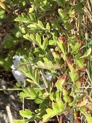 Crataegus monogyna