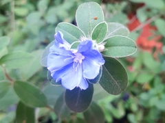 Evolvulus glomeratus