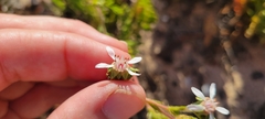 Horkelia cuneata puberula