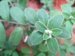 Evolvulus glomeratus