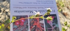 Horkelia cuneata puberula