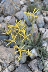 Crepis pleurocarpa