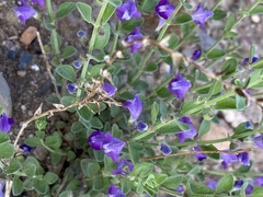 Scutellaria potosina