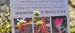 Horkelia cuneata puberula