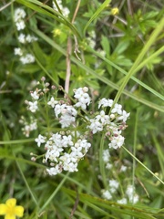 Galium saxatile