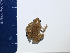 Microhyla palmipes