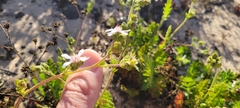 Horkelia cuneata puberula