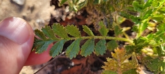 Horkelia cuneata puberula