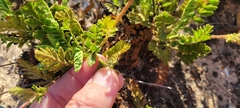 Horkelia cuneata puberula